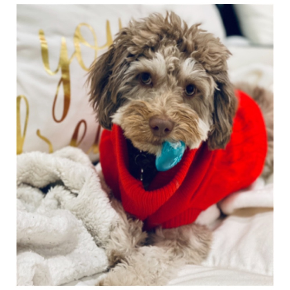 Dog Red Turtleneck Cable Knit Sweater 20 lb Puppy - Picture 1 of 4
